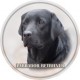 Labradorský retriever