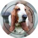 Basset Hound