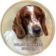 Welsh springer španěl