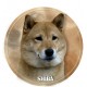 Shiba-Inu