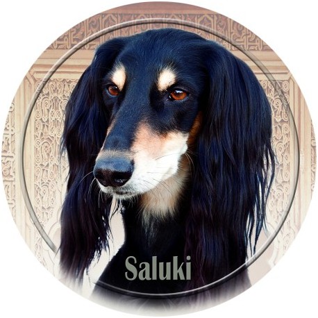 Saluki - Perský chrt Saluki - Perský chrt