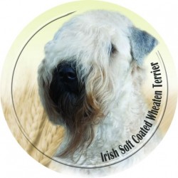 Irish Soft Coated Wheaten Terrier