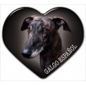 Španělský galgo