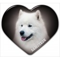 Samojed