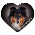 Sheltie