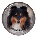 Sheltie