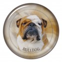 Anglický buldok